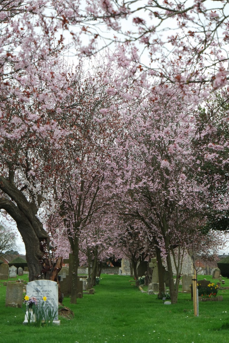 SAMSUNG CAMERA PICTURES